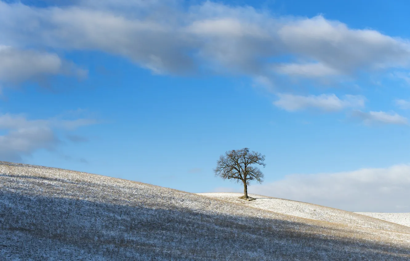 Фото обои зима, небо, дерево, утро