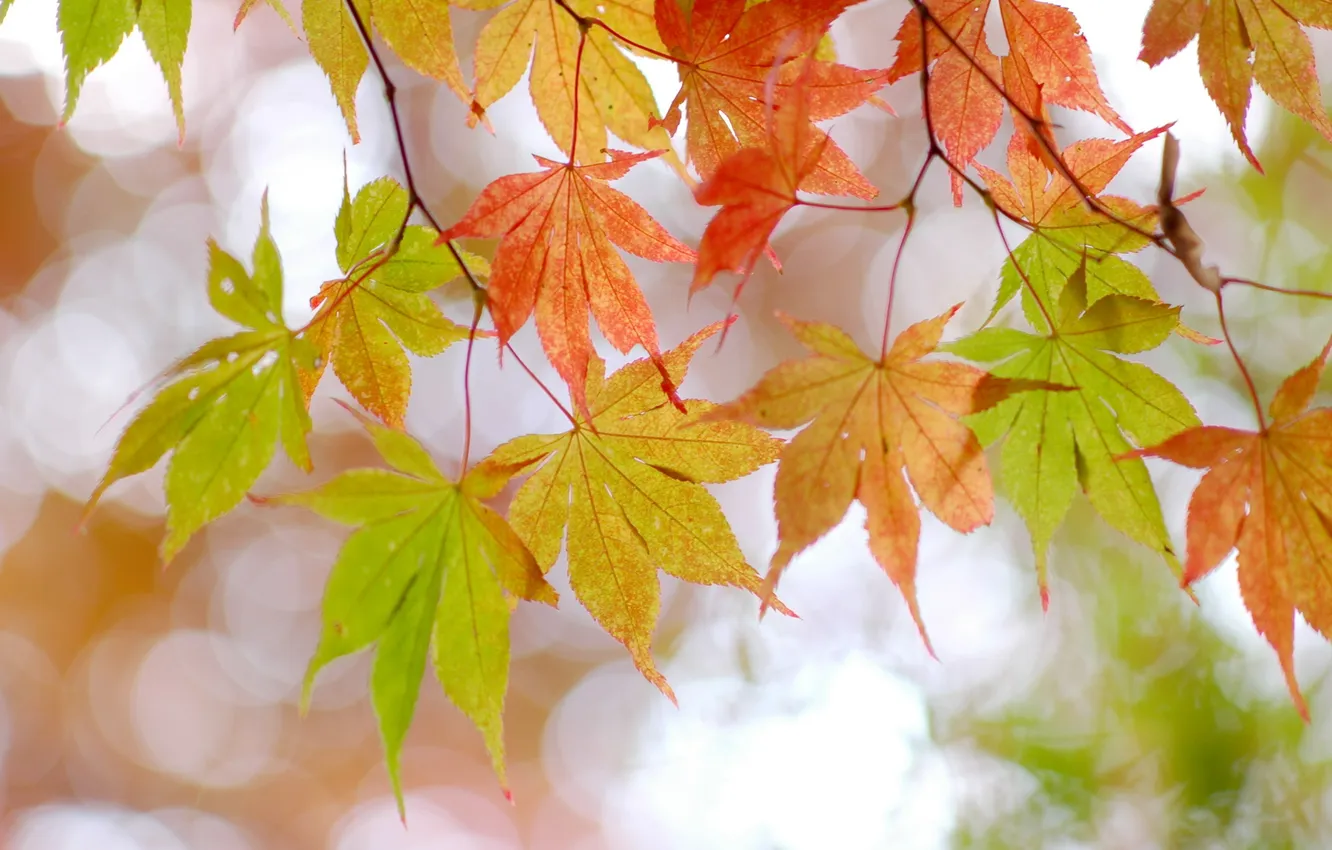 Фото обои листья, свет, природа