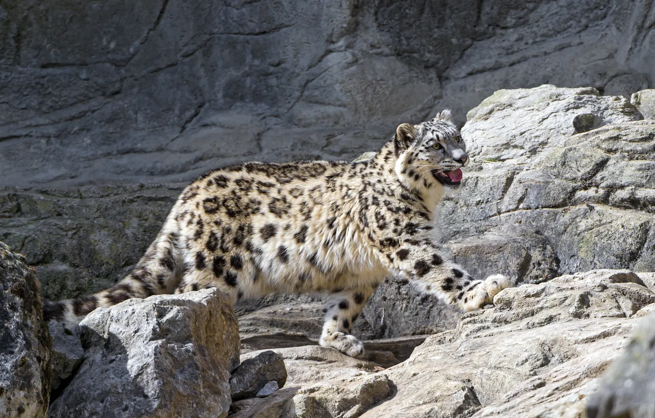 Фото обои кошка, камни, ирбис, снежный барс, ©Tambako The Jaguar