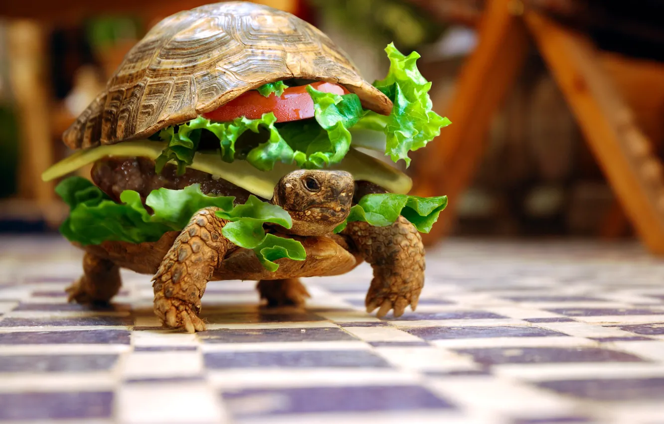 Фото обои животные, черепаха, юмор, бутерброд, овощи