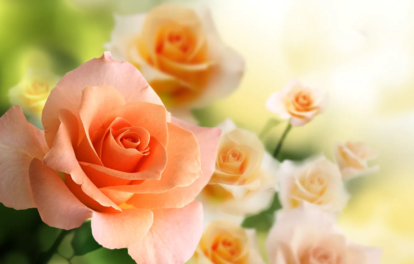 Фото обои цветы, розы, боке