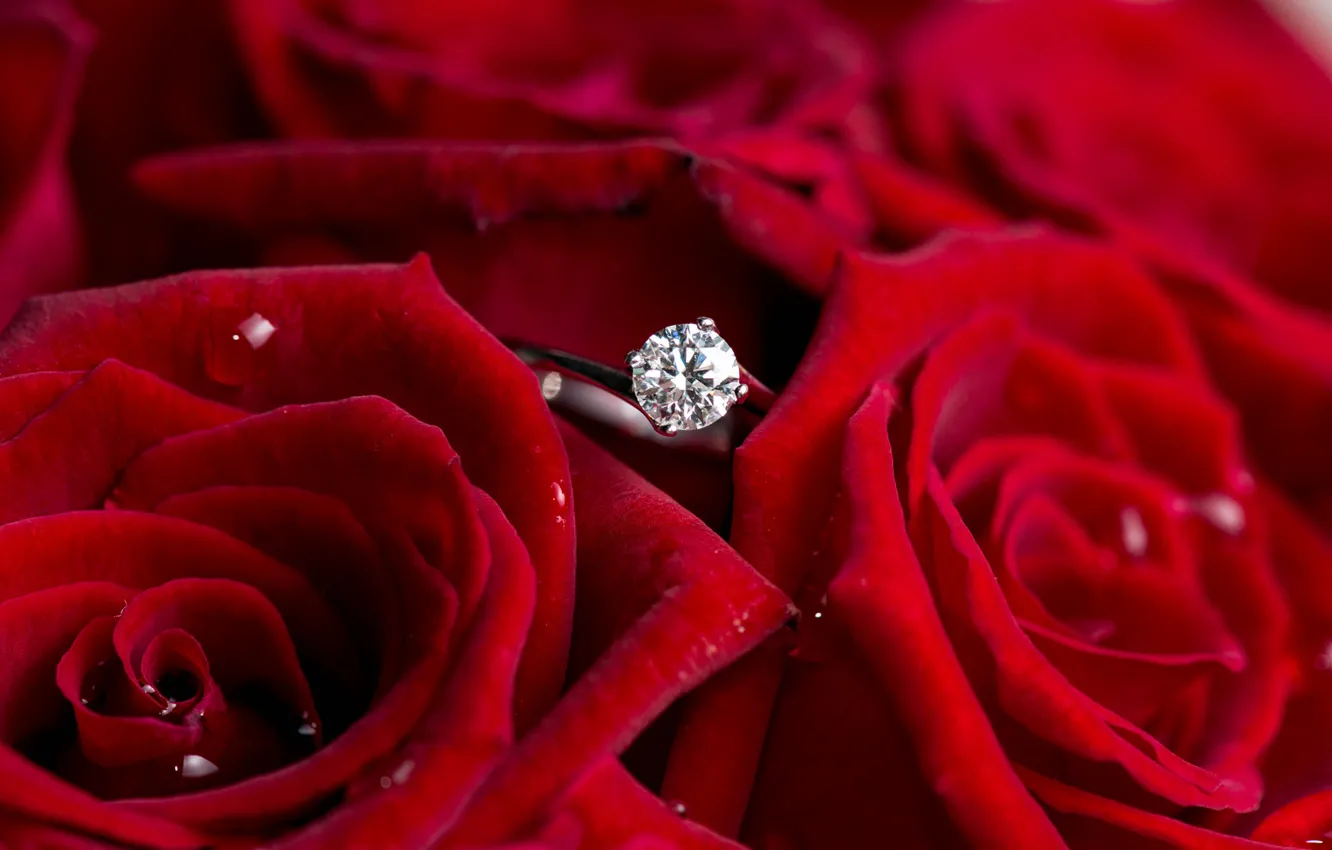Фото обои цветы, розы, кольцо, красные, бриллиант
