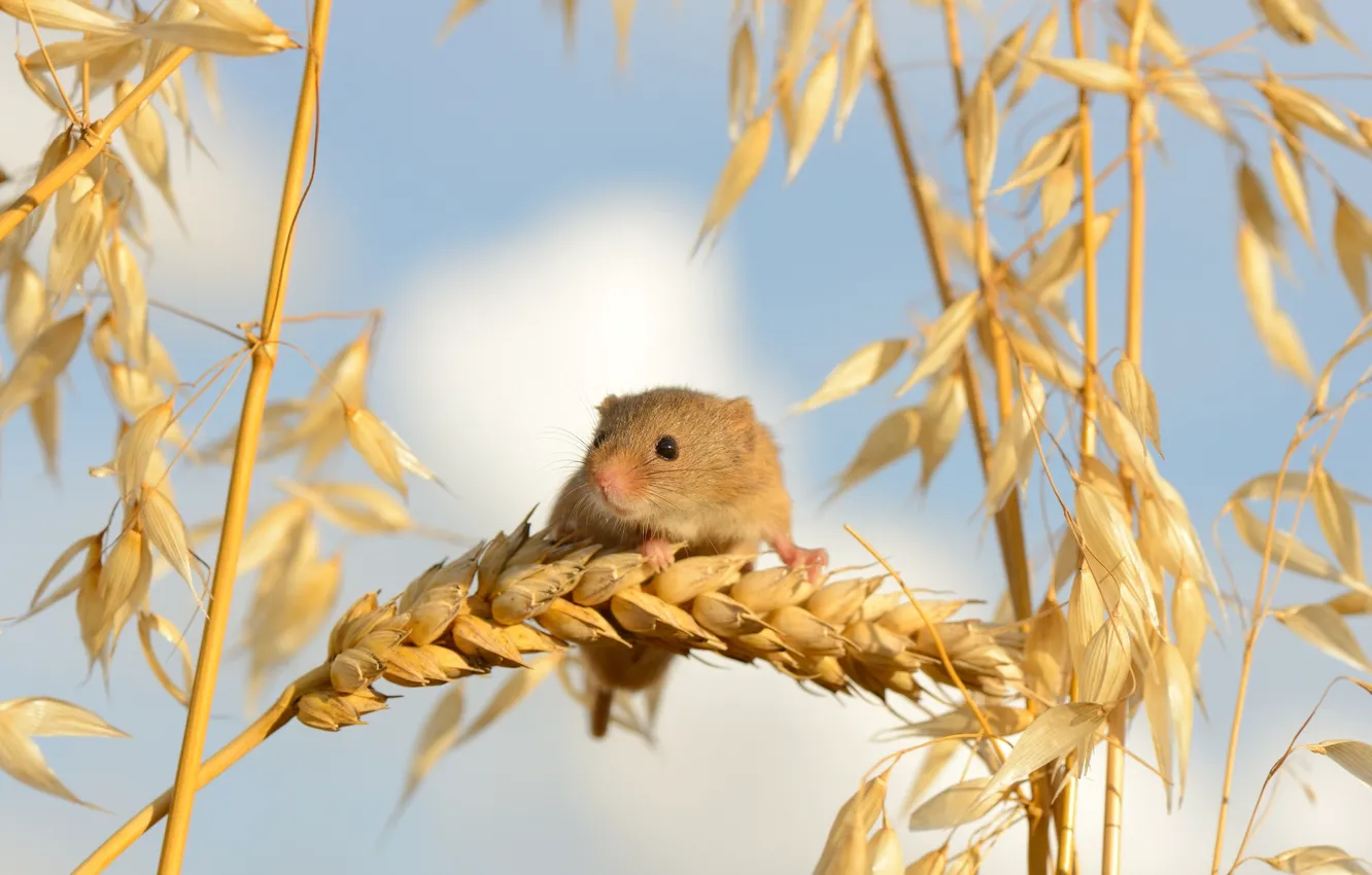 Фото обои макро, мышка, колосья, Harvest Mouse, Мышь-малютка