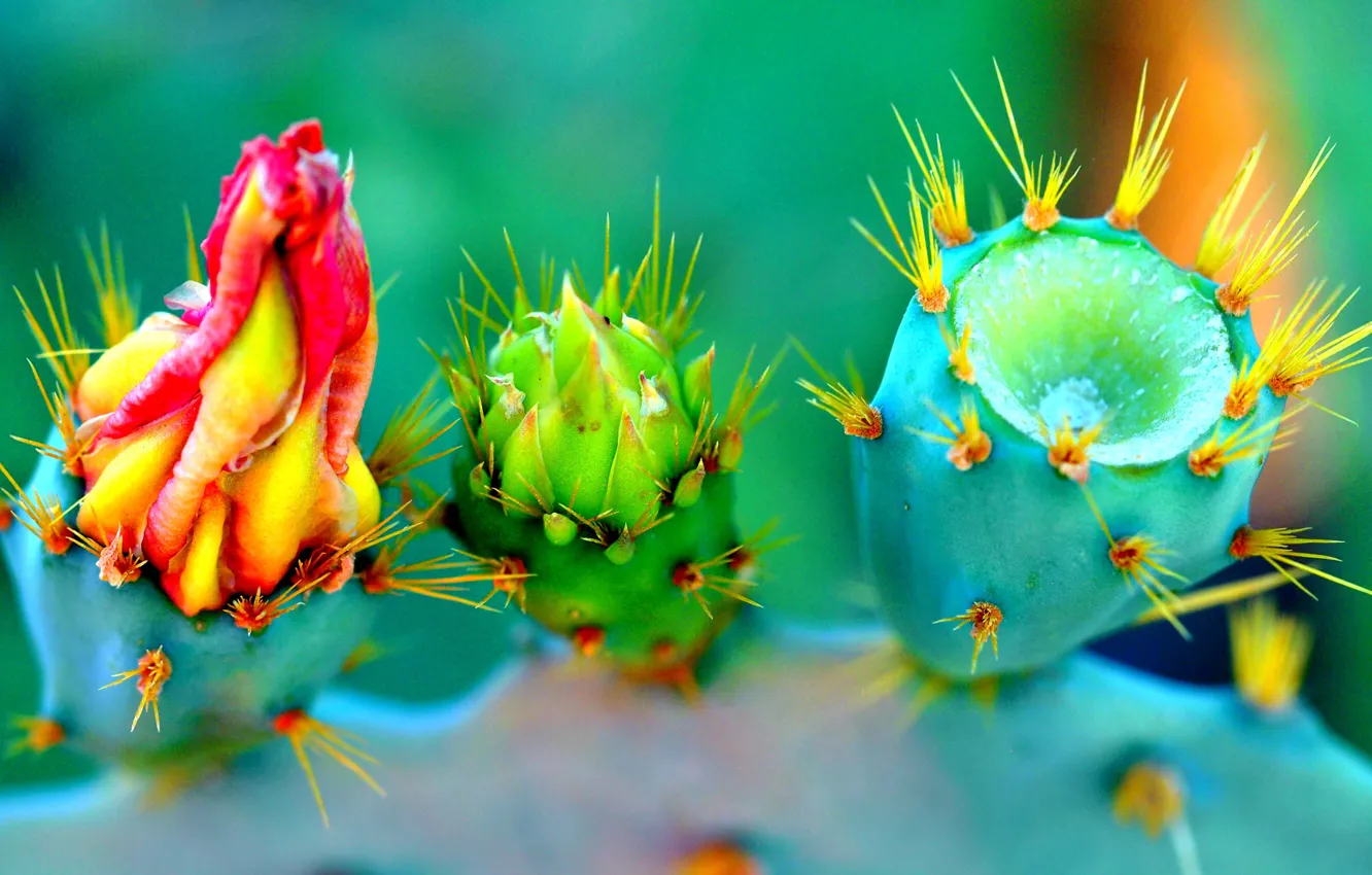Фото обои цветок, природа, растение, лепестки, кактус