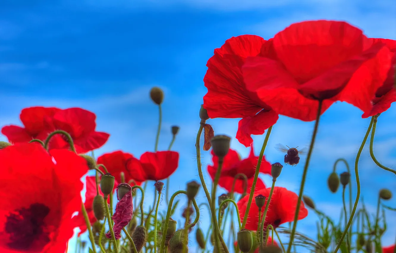 Фото обои небо, цветы, красный, синева, яркие, мак, маки, обработка