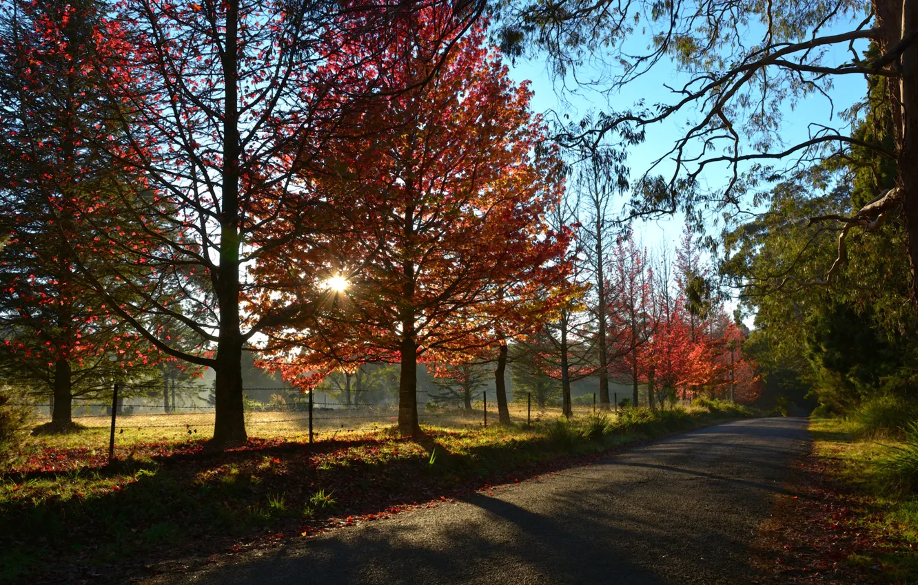 Фото обои дорога, осень, небо, солнце, лучи, деревья, закат