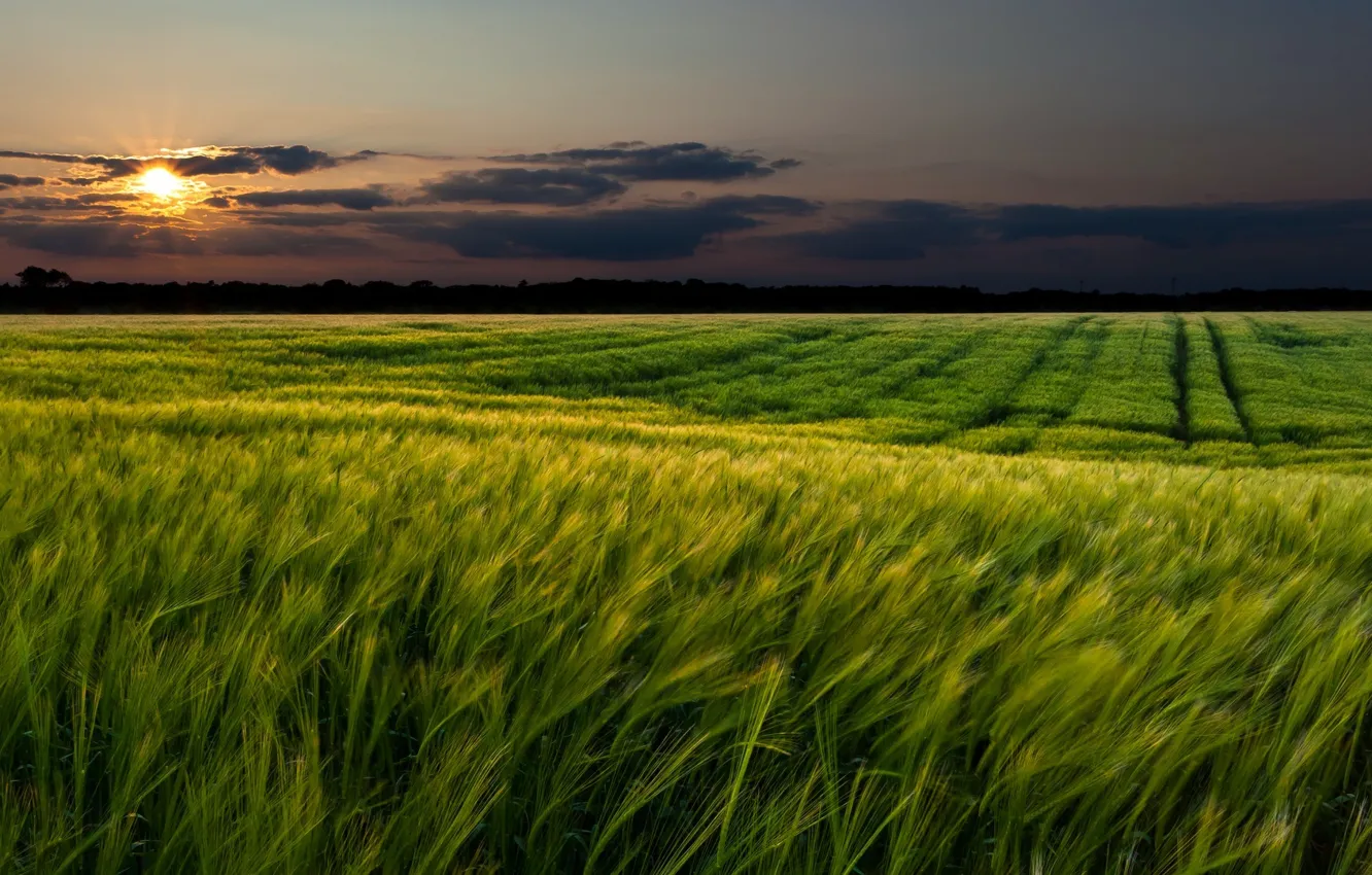 Фото обои пшеница, зелень, поле, небо, трава, солнце, облака, пейзаж