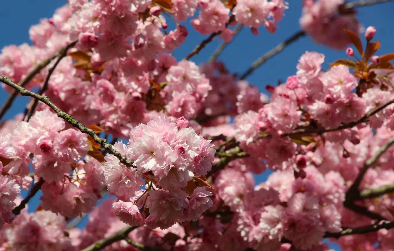 Фото обои pink, spring, blooming