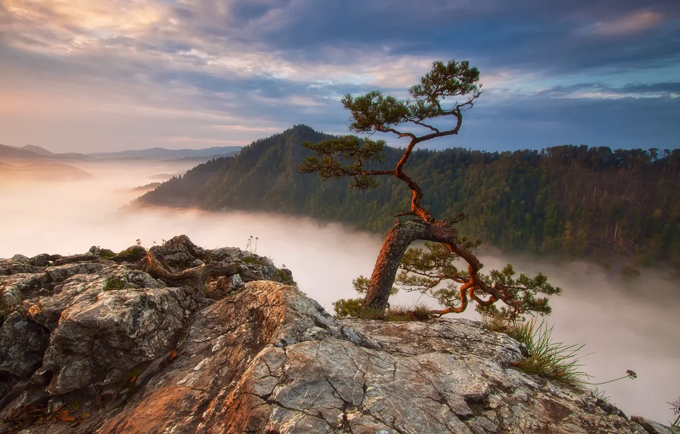 Фото обои лес, горы, туман, скалы, Польша, сосна, Sokolica