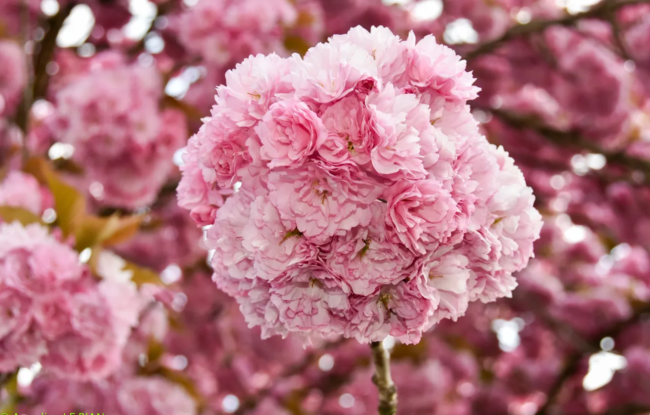 Фото обои цветы, вишня, весна, сакура