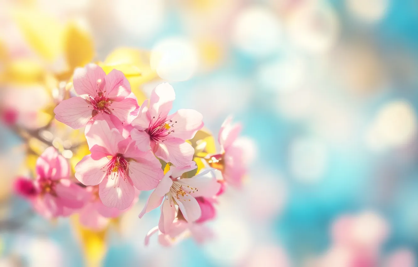 Фото обои цветы, весна, цветение, pink, blossom, flowers, beautiful, spring