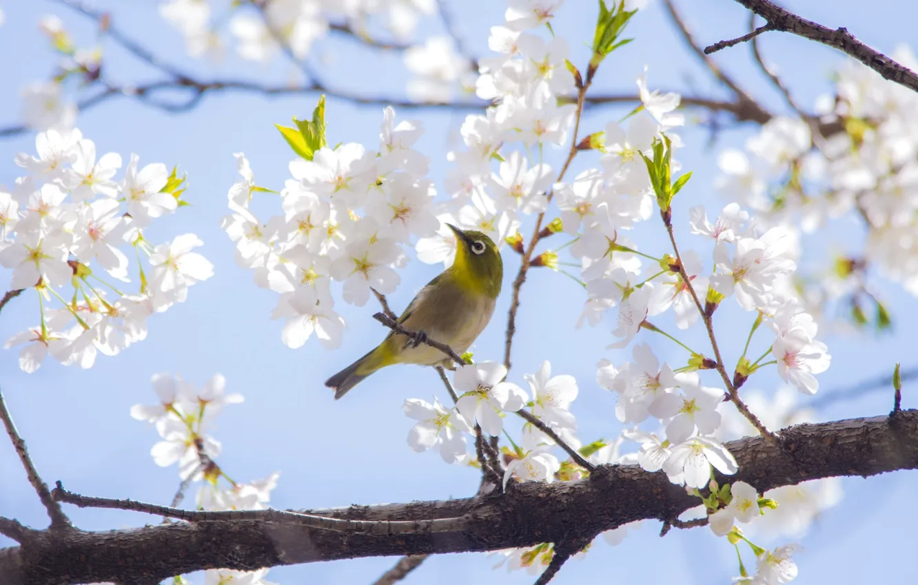Фото обои вишня, дерево, ветка, весна, сакура, птичка, японская белоглазка