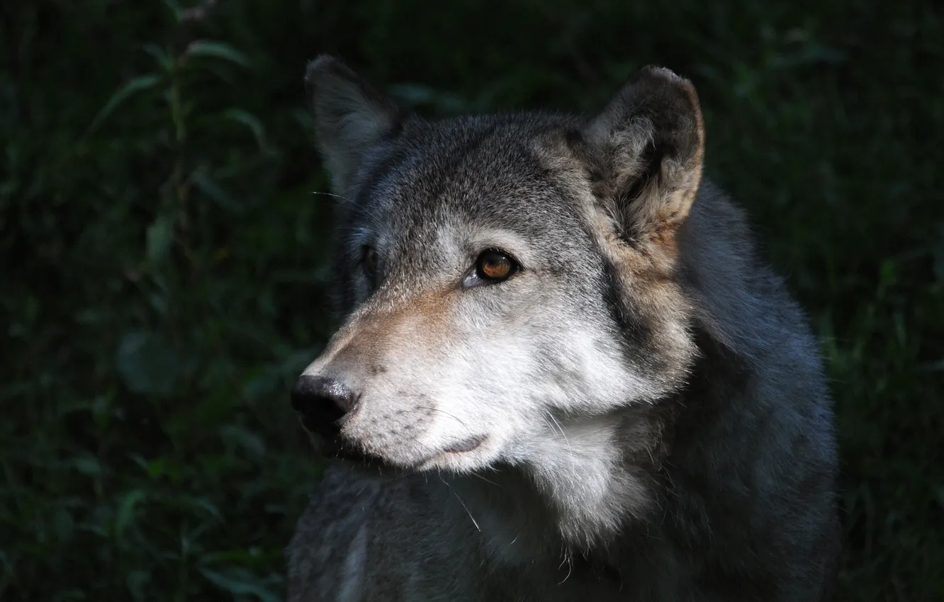 Фото обои серый, волк, хищник, освещение
