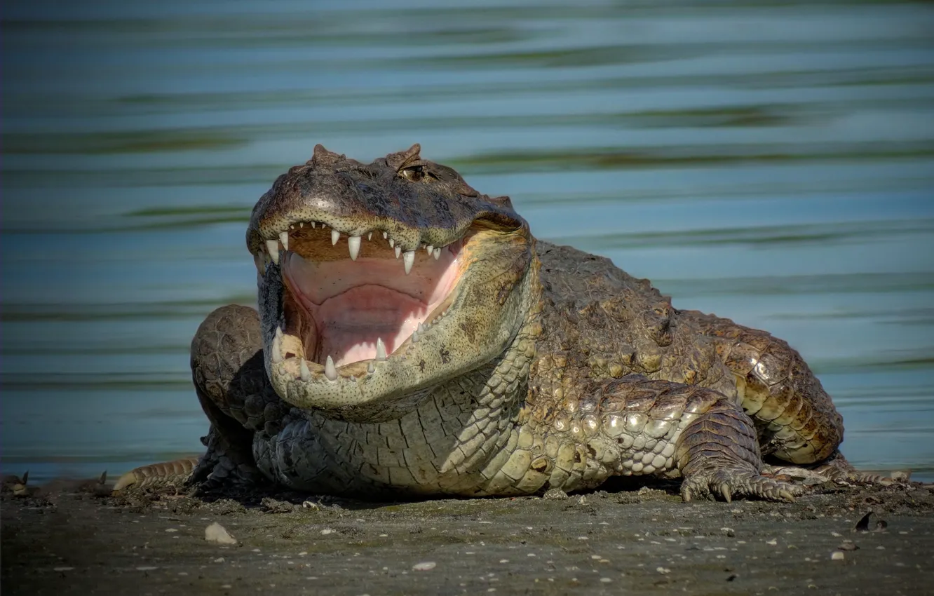 Фото обои крокодил, пасть, зубки, кайман