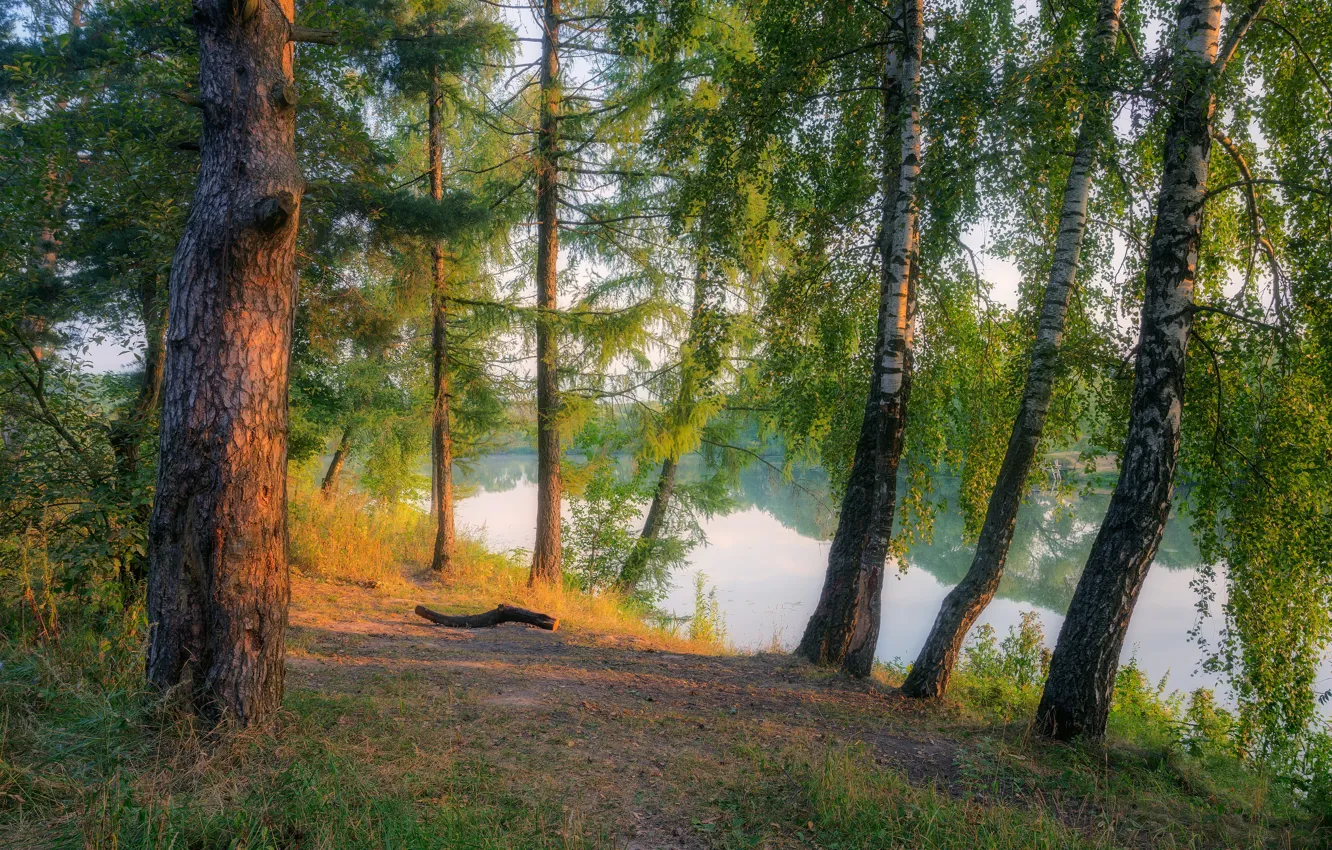 Фото обои лес, берег, водоем