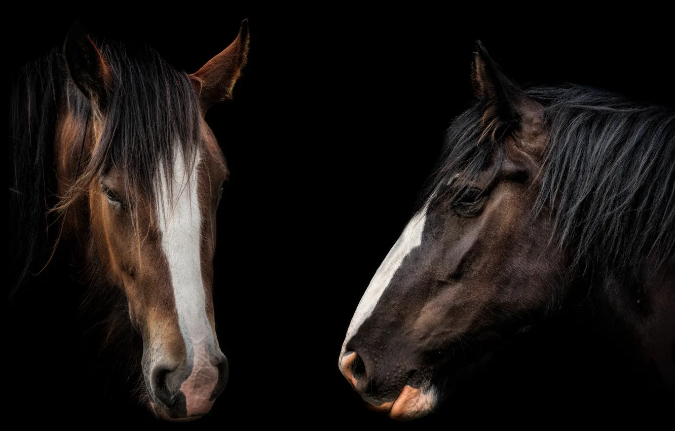 Фото обои кони, лошади, красавцы
