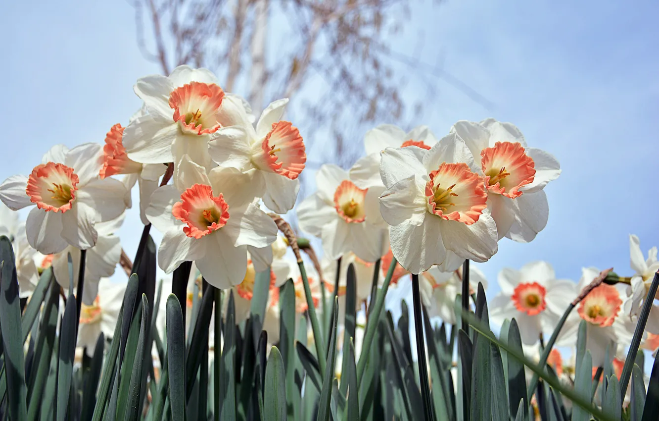 Фото обои Цветы, Весна, Цветение, Нарциссы
