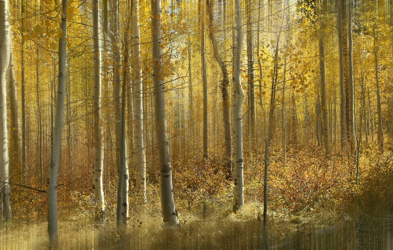 Фото обои осень, лес, листья, свет, деревья, ветки, природа, стволы