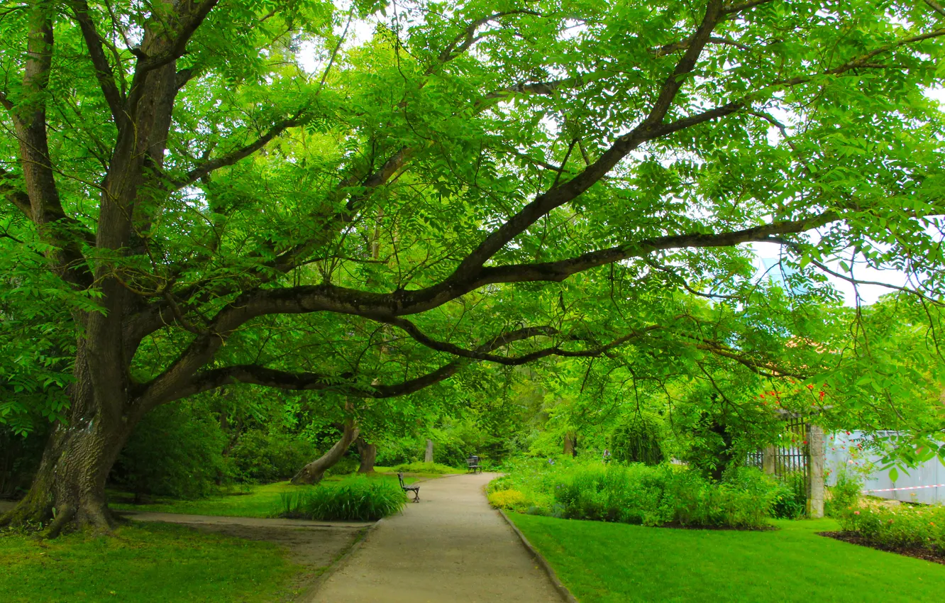Фото обои park, tree, alley