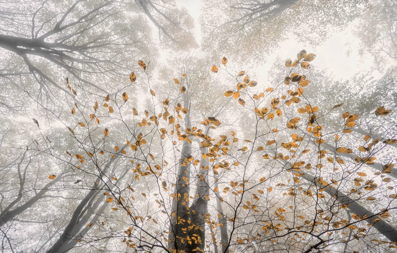 Фото обои осень, лес, деревья, ветки, природа, листва, дымка