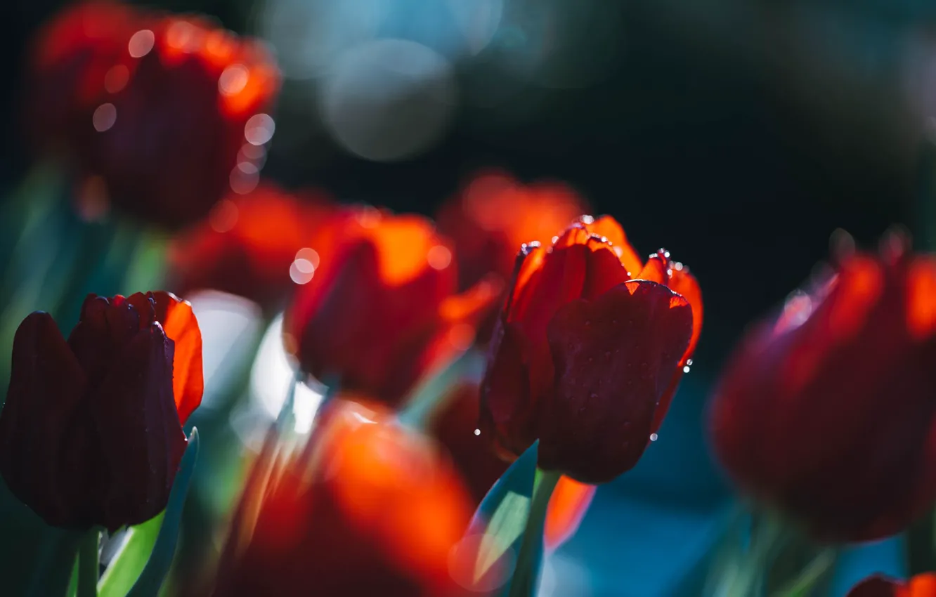 Фото обои свет, размытие, весна, сад, тюльпаны, красные, бутоны, клумба