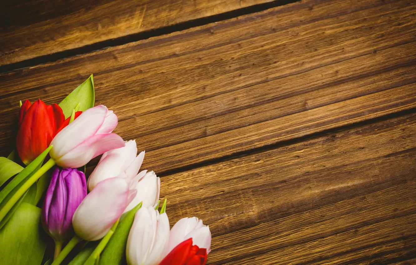 Фото обои цветы, colorful, тюльпаны, red, white, wood, flowers, tulips