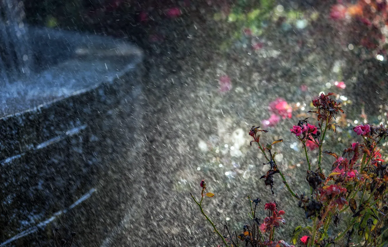 Фото обои цветы, природа, дождь