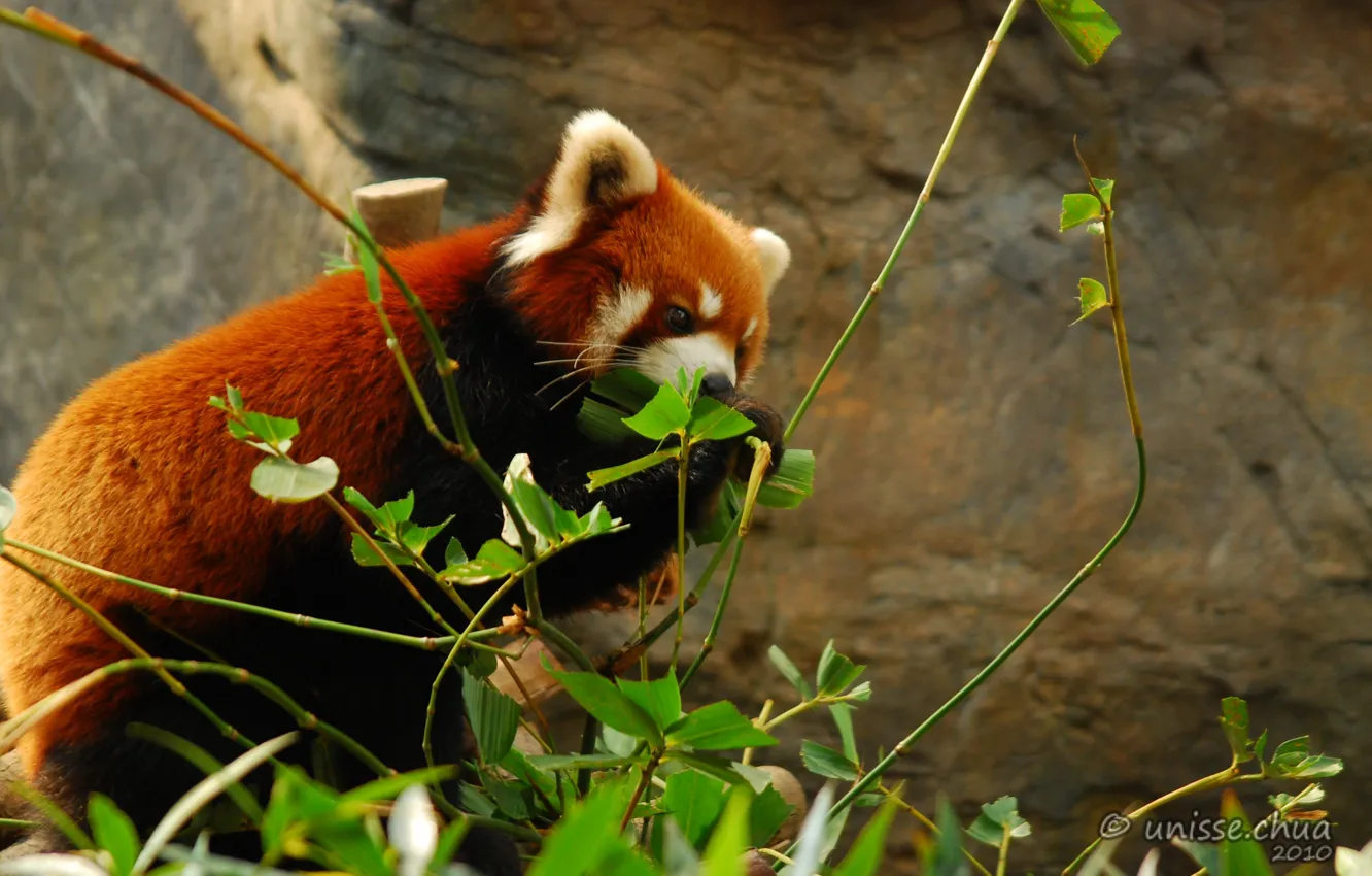 Фото обои природа, красная панда, by shobehikaru