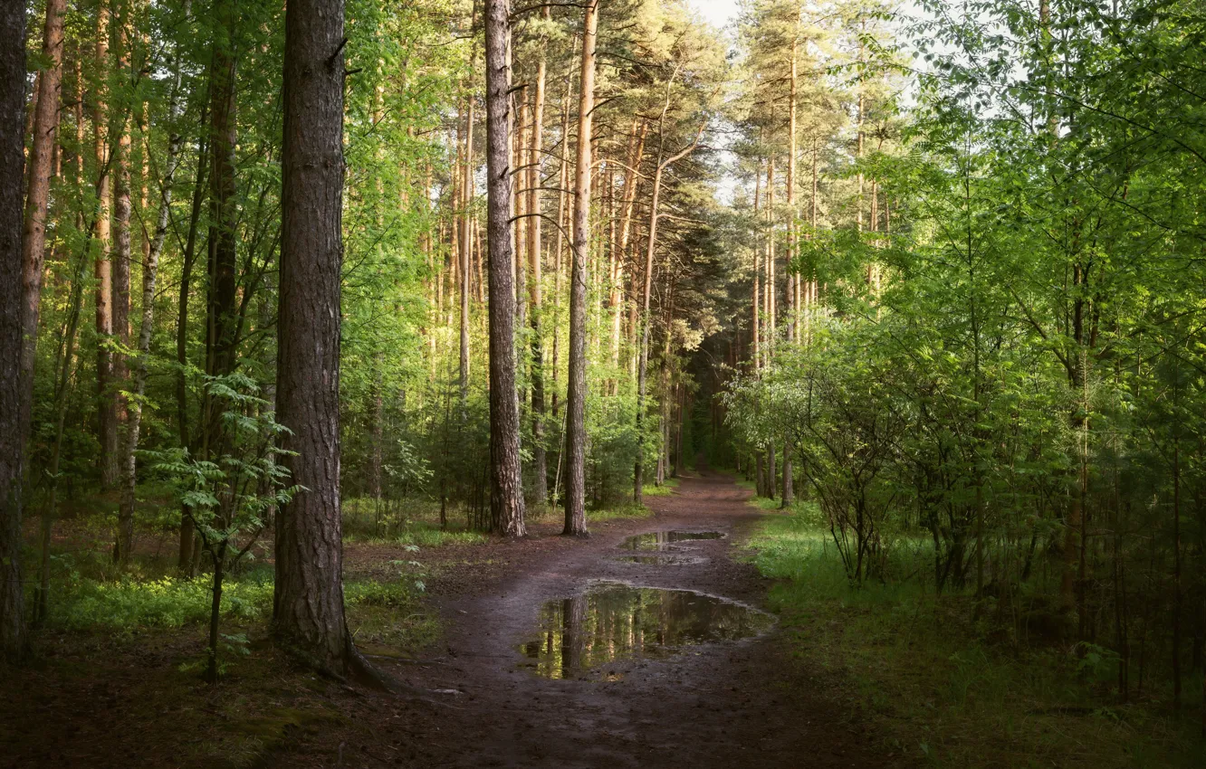 Фото обои зелень, лес, свет, деревья, парк, весна, дорожка, лужи