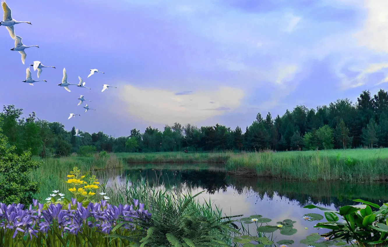 Фото обои озеро, лебеди, заря, Летний вечер
