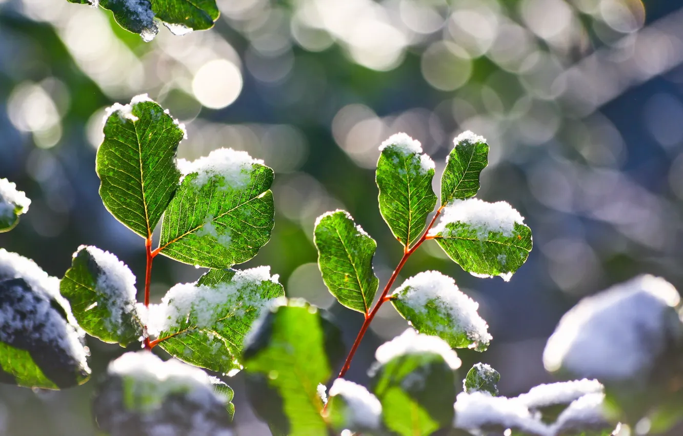 Фото обои листья, макро, природа