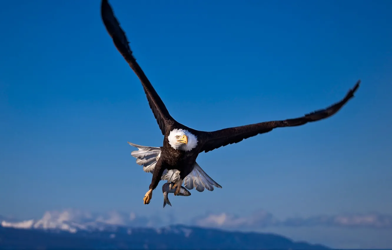 Фото обои птица, крылья, белоголовый орлан