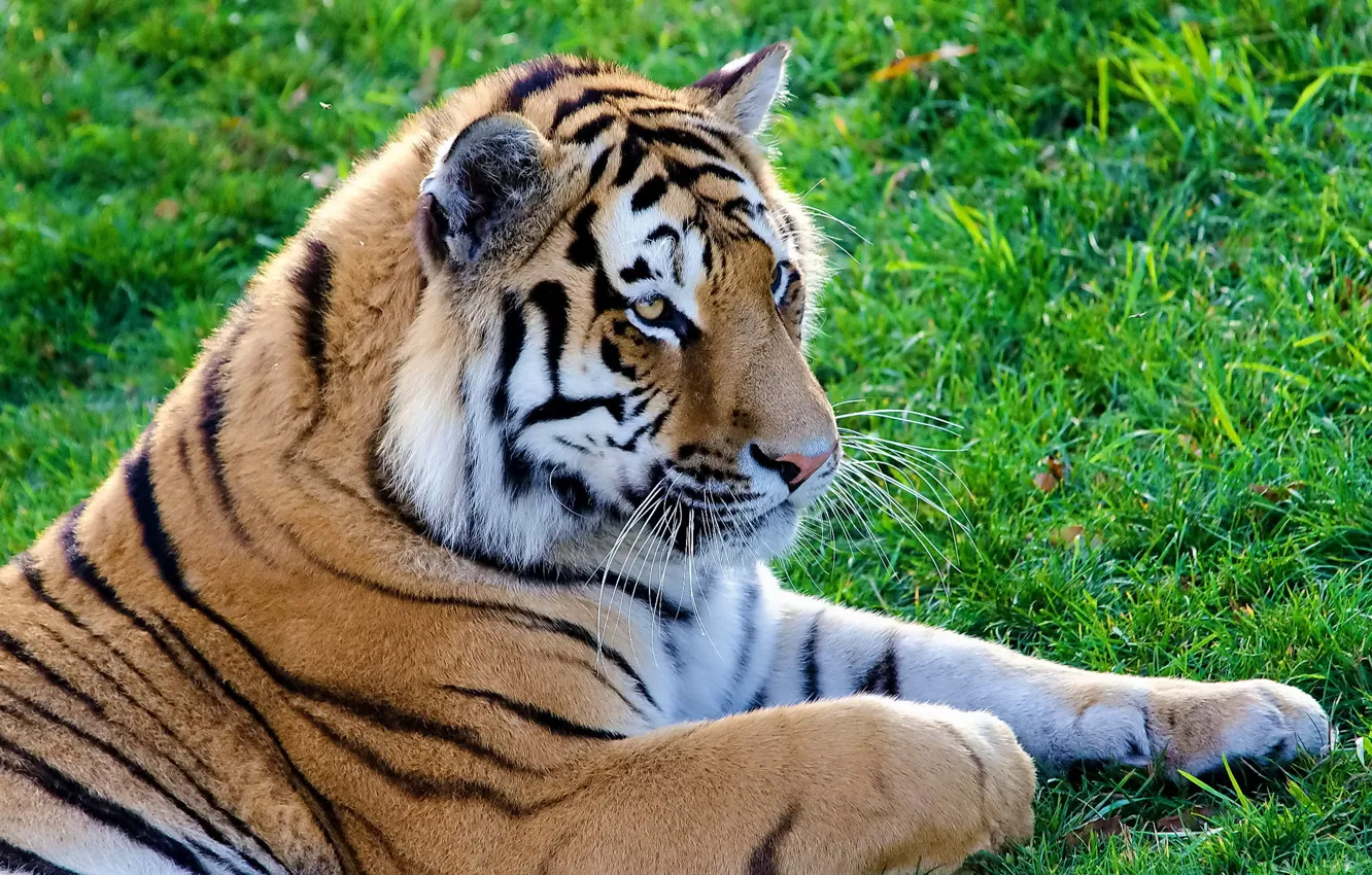 Фото обои усы, морда, полоски, Тигр, лежит, на траве
