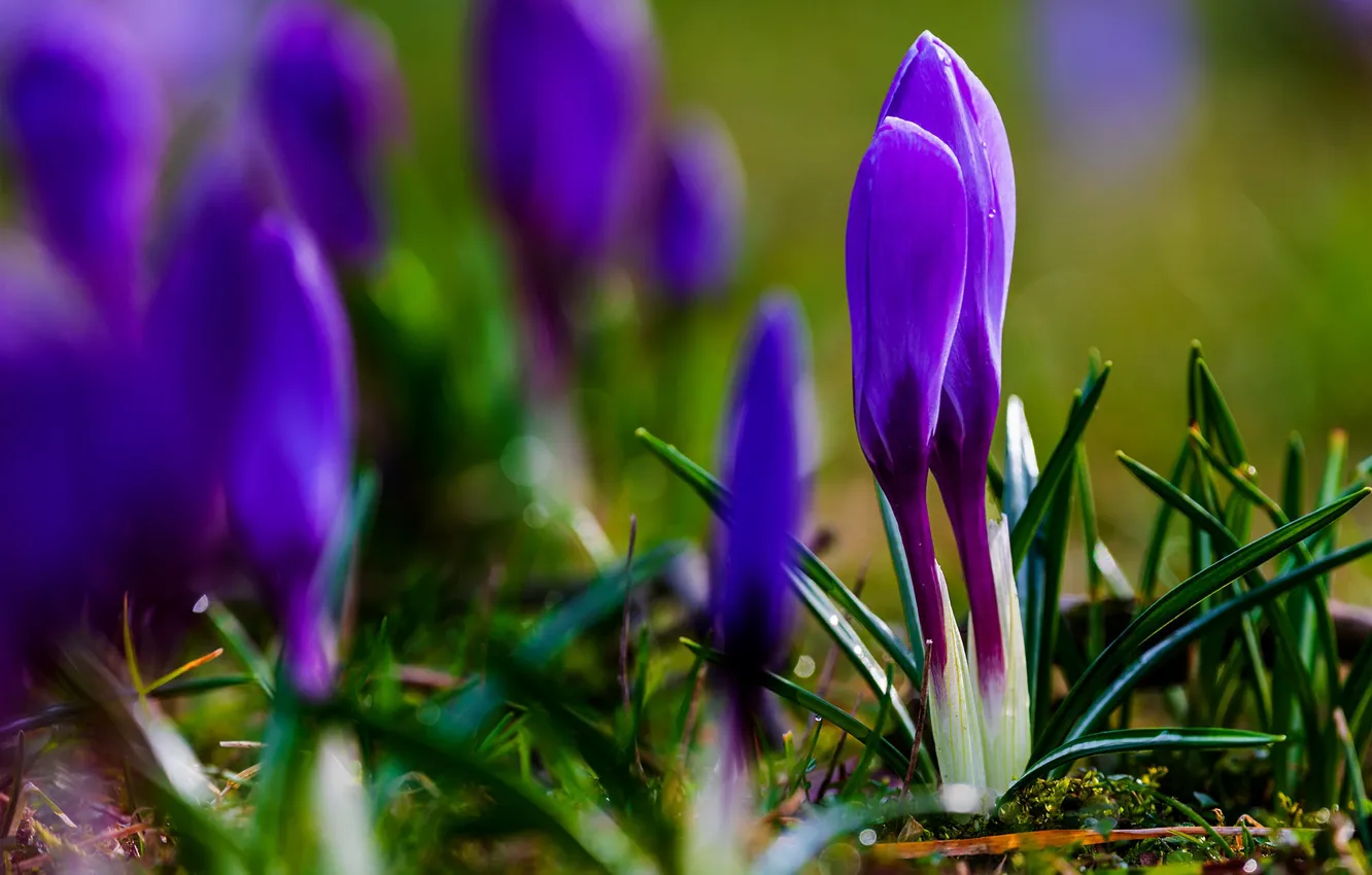 Фото обои цветы, весна, фиолетовые, крокусы
