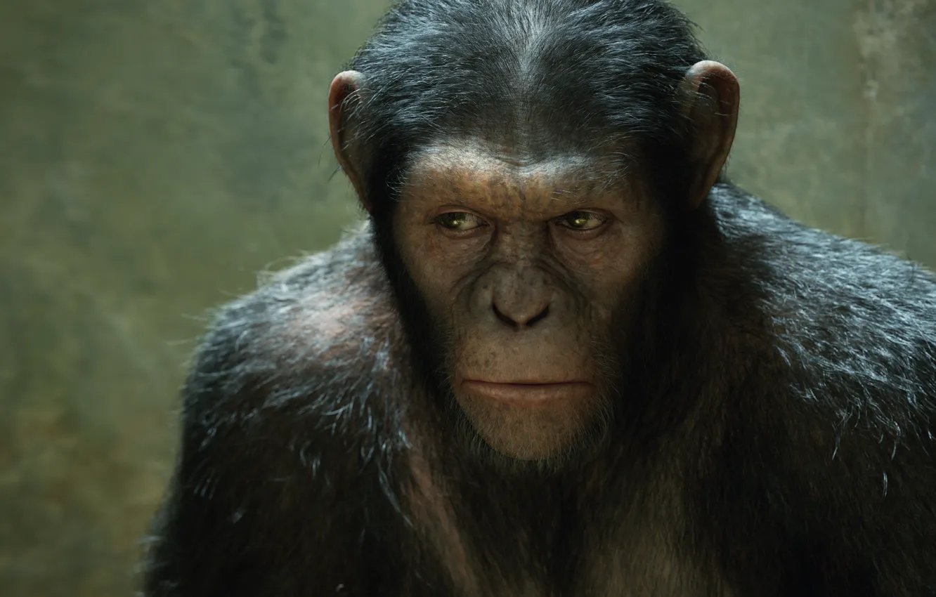 Фото обои обезьяна, monkey, Rise of the Planet of the Apes, Восстание планеты обезьян, Цезарь, Caesar, шимпанзе, …