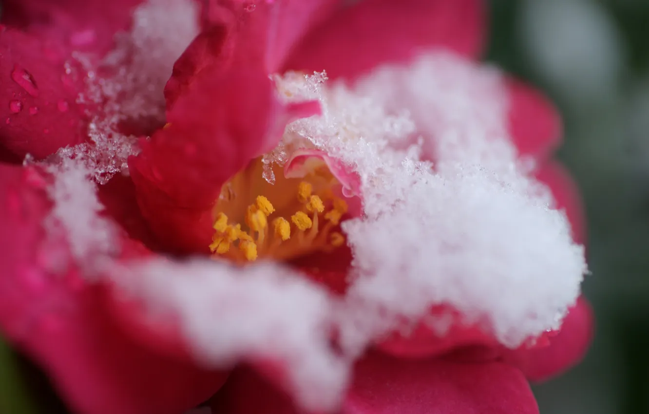Фото обои холод, цветок, снег, розовая, роза, лепестки