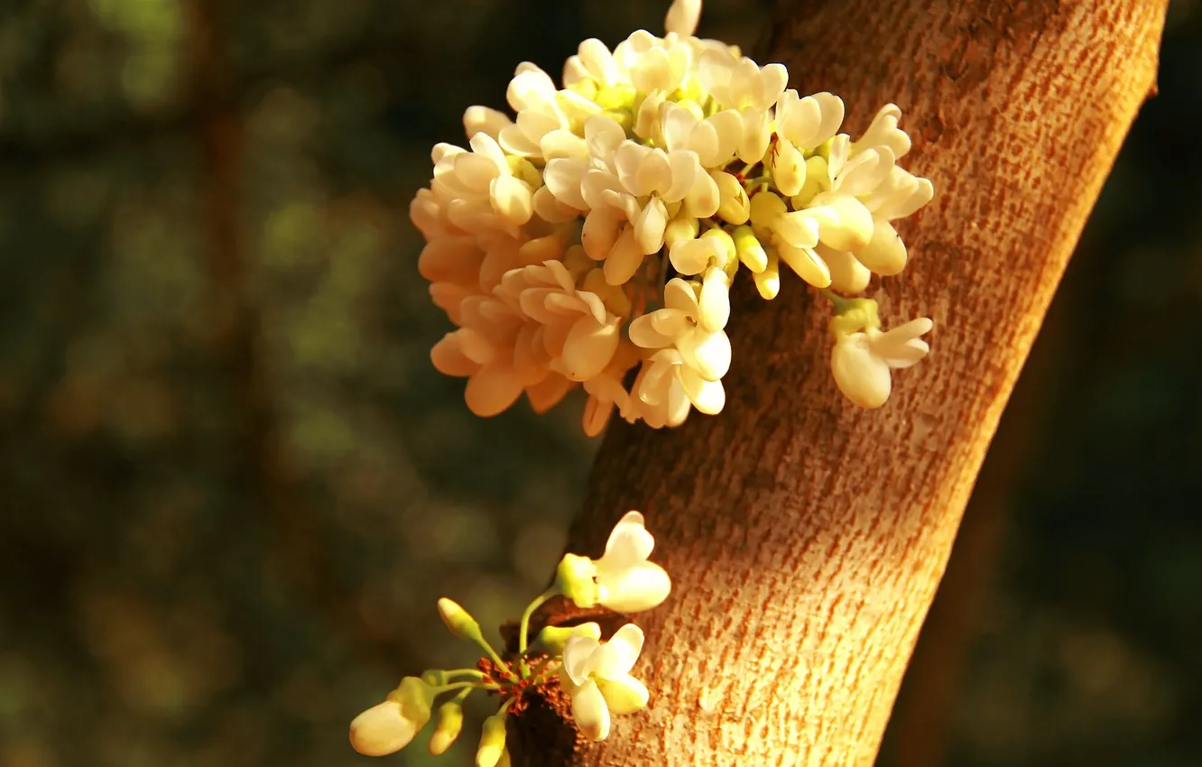 Фото обои цветы, дерево, ствол, белые, солнечно