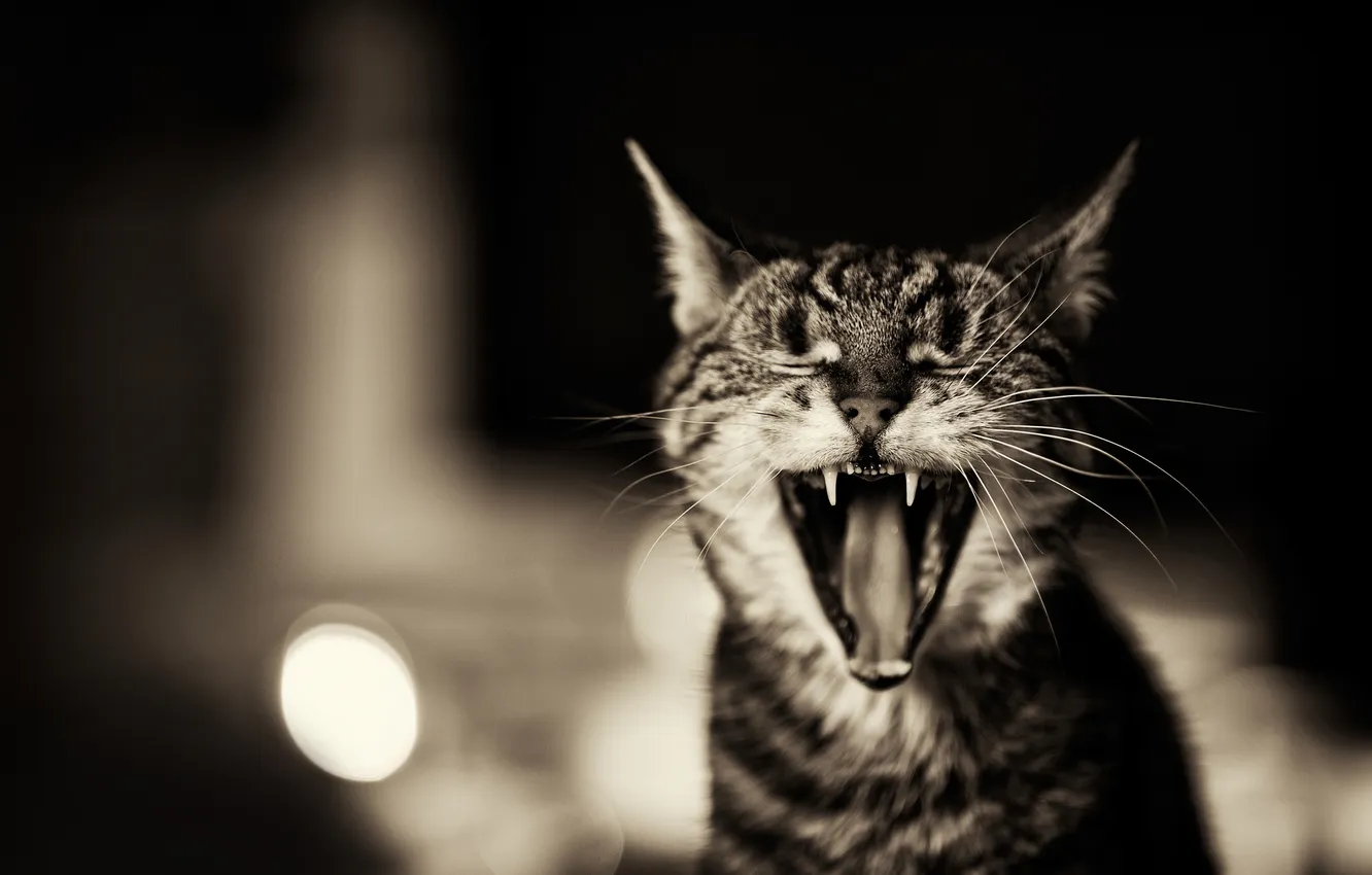 Фото обои кот, зубы, пасть, котэ зевает