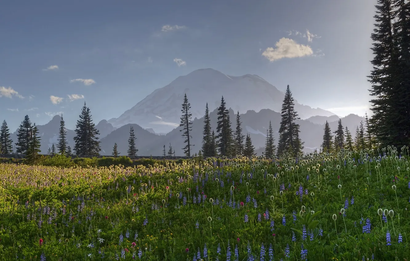Фото обои деревья, цветы, горы, луг, Вашингтон, United States, Washington, Mount Rainier