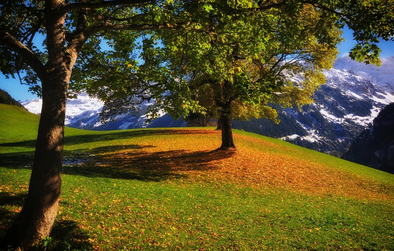 Фото обои осень, деревья, горы, Швейцария, Switzerland, Унтершехен, Уриген, Unterschächen