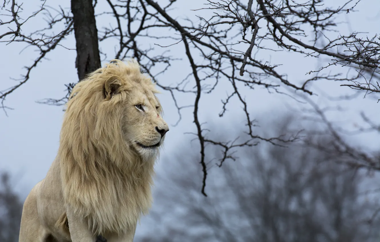 Фото обои хищник, грива, профиль, дикая кошка, белый лев