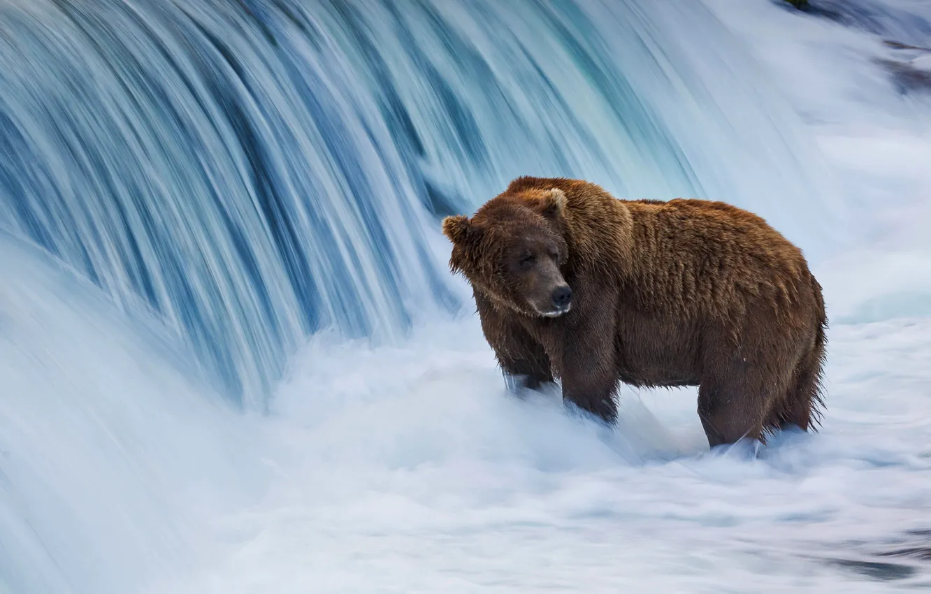 Фото обои Аляска, США, бурый медведь, Национальный заказник Катмай