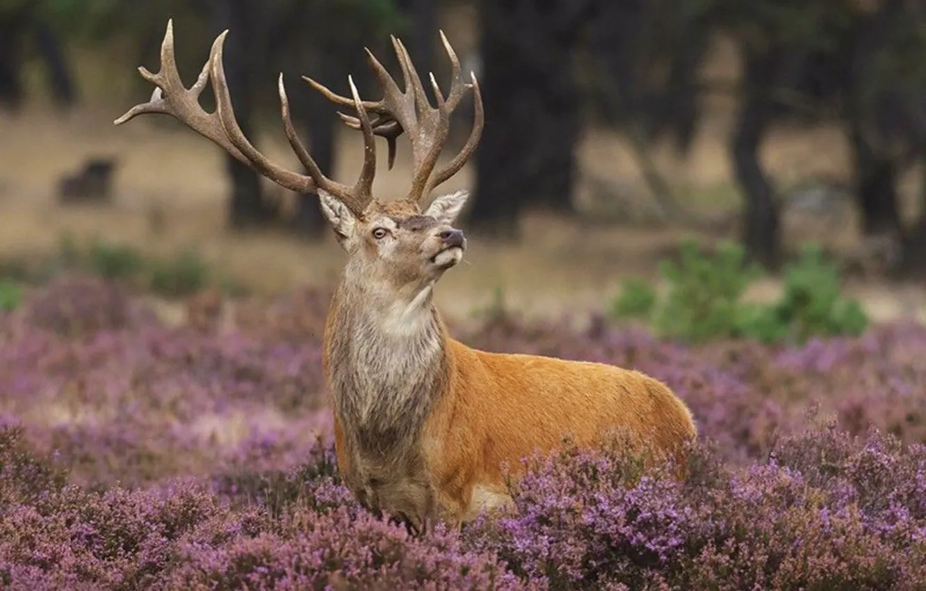 Фото обои wood, animal, deer, wildlife