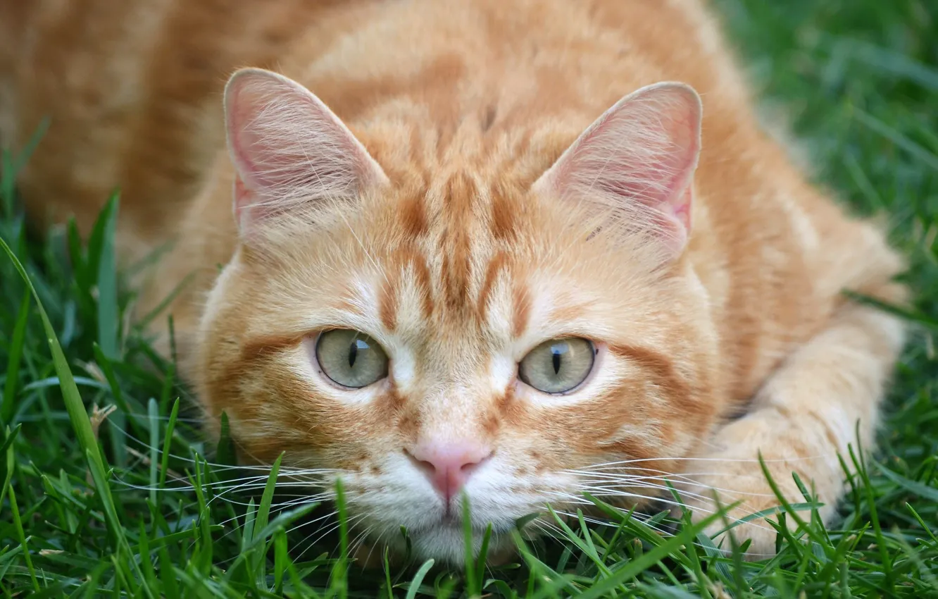 Фото обои трава, кот, взгляд, рыжий, мордочка, котейка