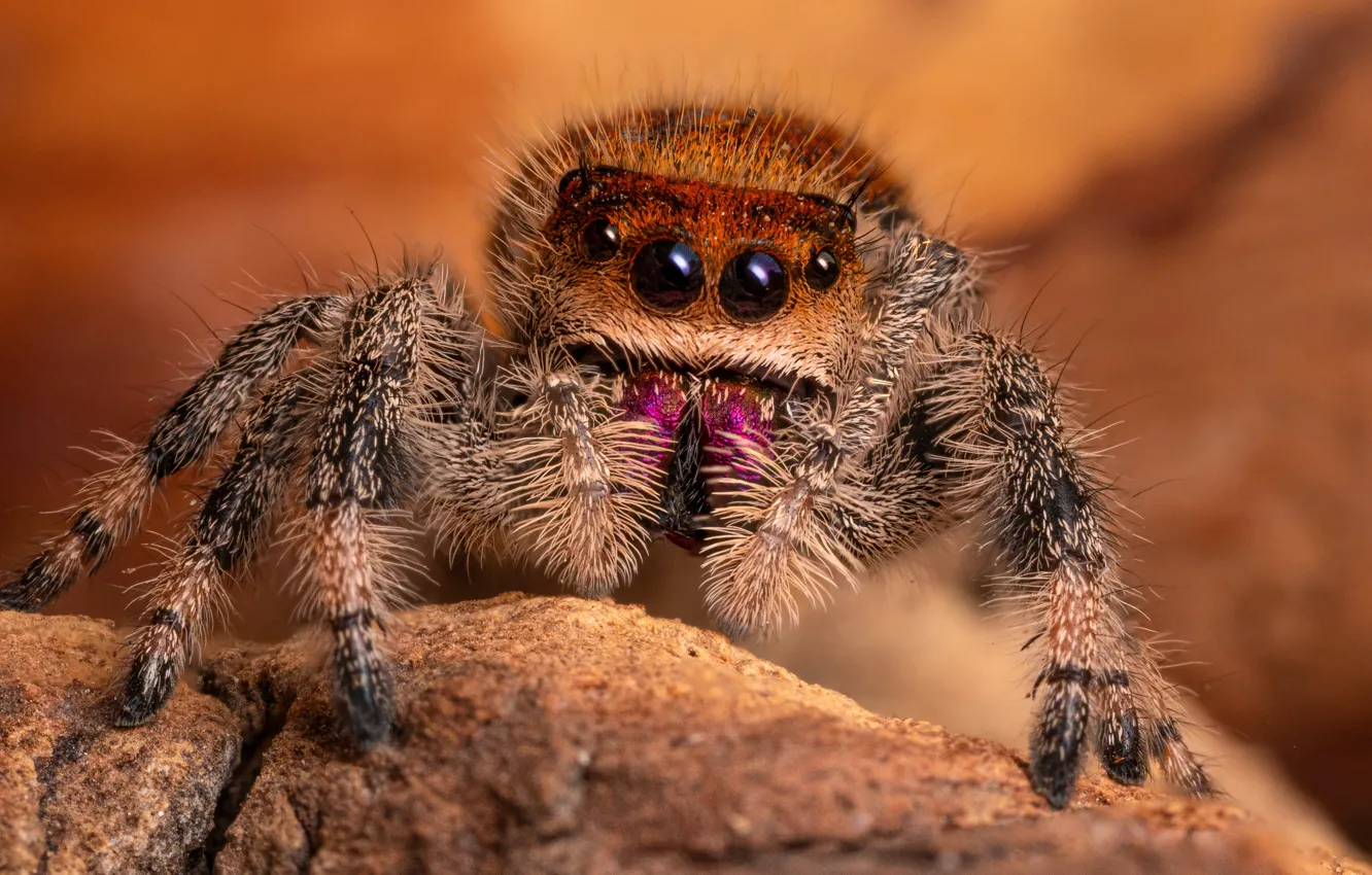Фото обои взгляд, макро, паук, рыжий, джампер, паучок, прыгающий паук, прыгунчик