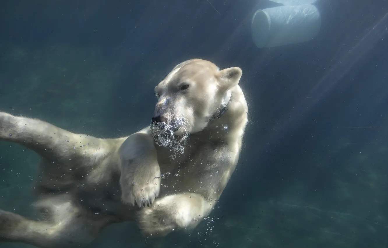 Фото обои вода, медведь, зоо