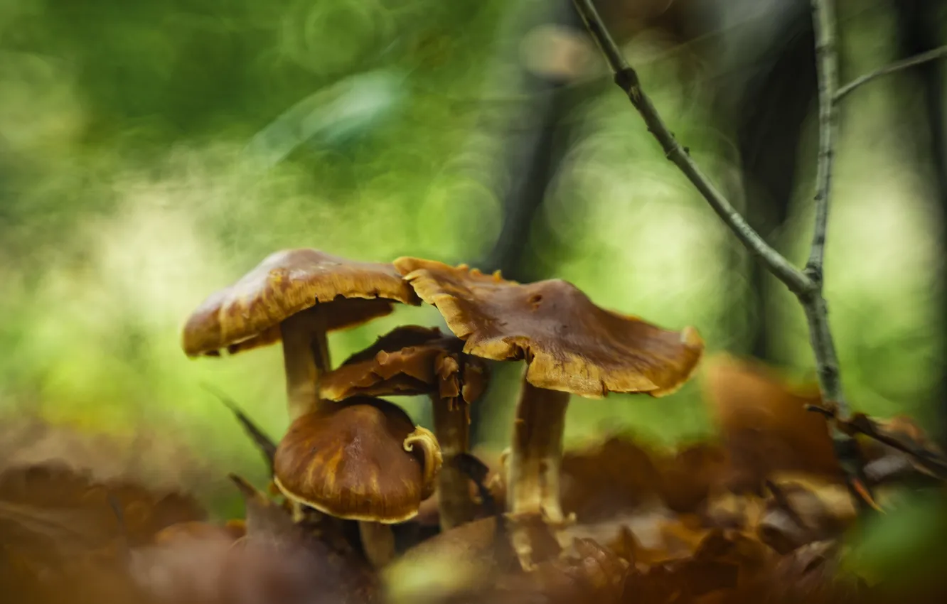 Фото обои осень, природа, веточка, листва, грибы, обработка, боке