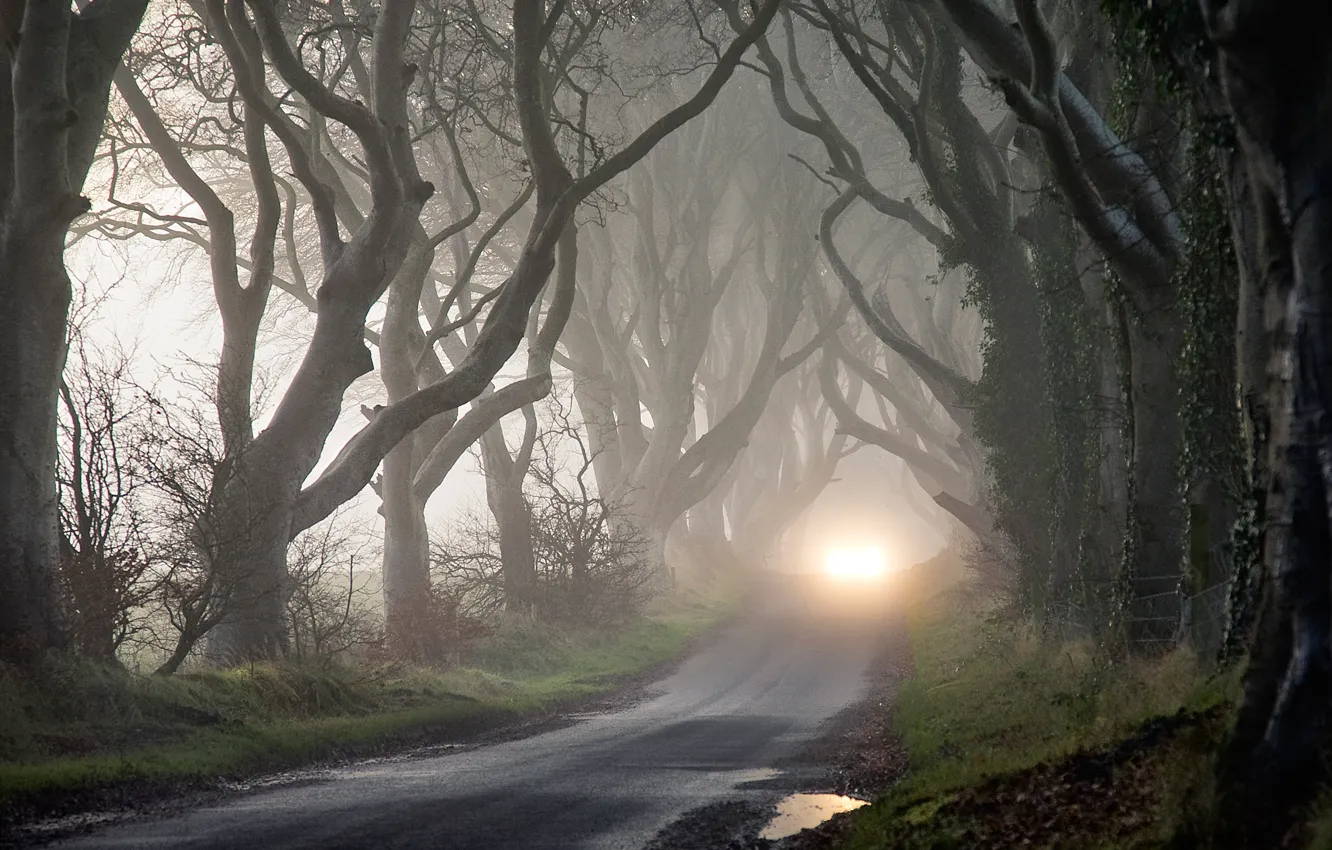 Фото обои осень, деревья, туман, мрак, фары, таинственность