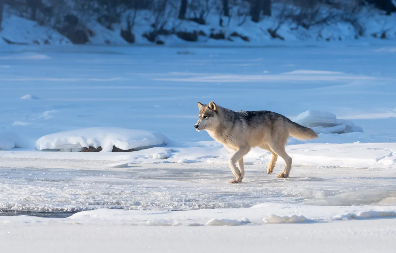 Фото обои лед, зима, поле, свет, снег, природа, серый, берег