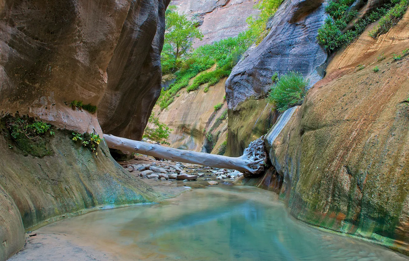 Фото обои река, ручей, камни, дерево, скалы, ущелье, Zion National Park, Utah
